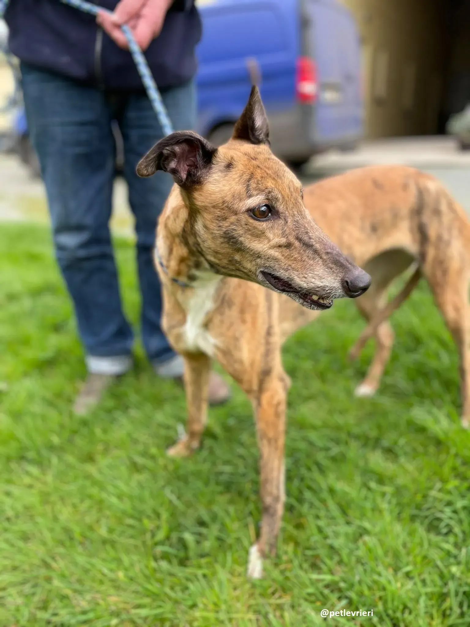 tilly adozione greyhound 5