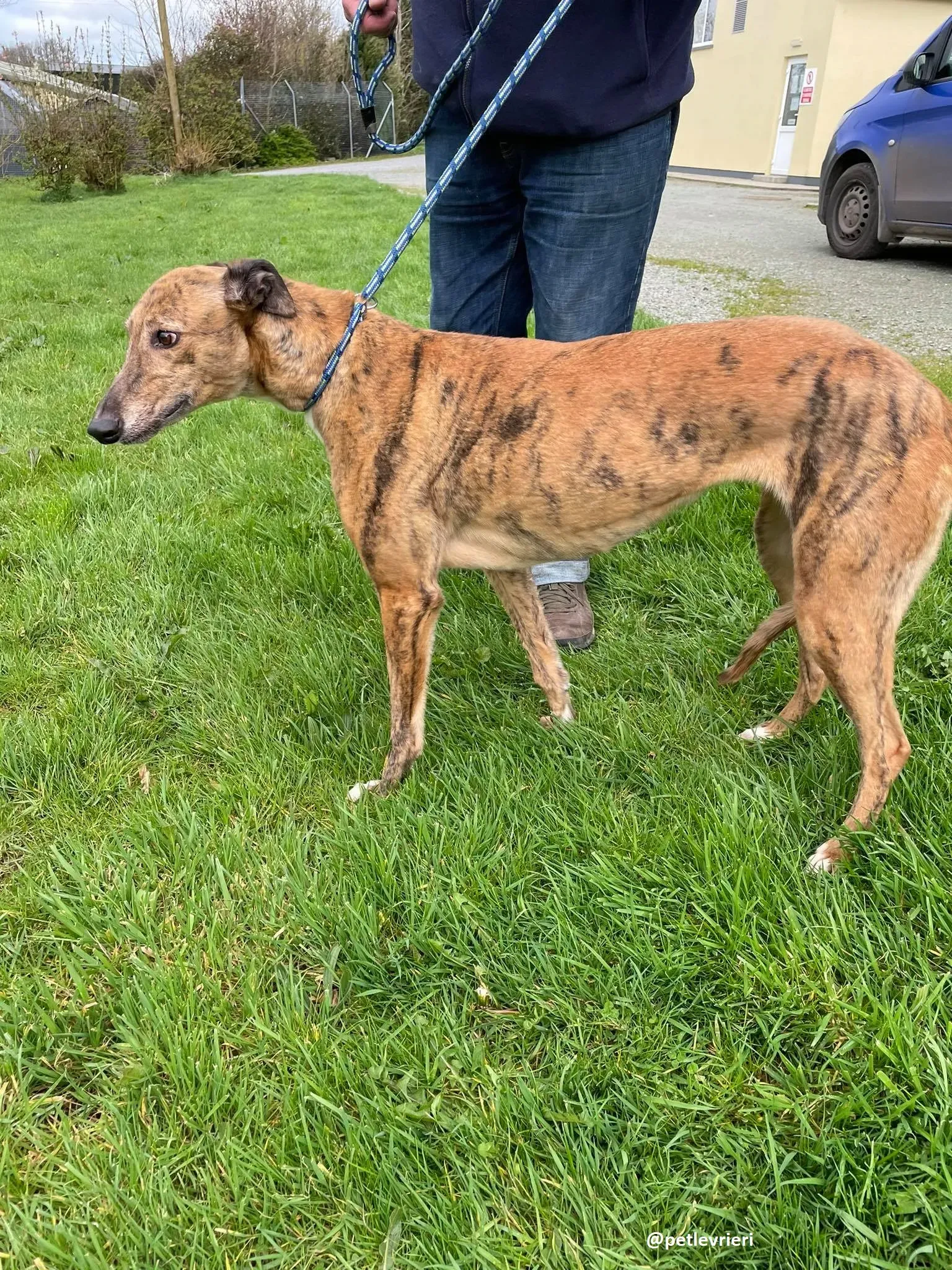 tilly adozione greyhound 6