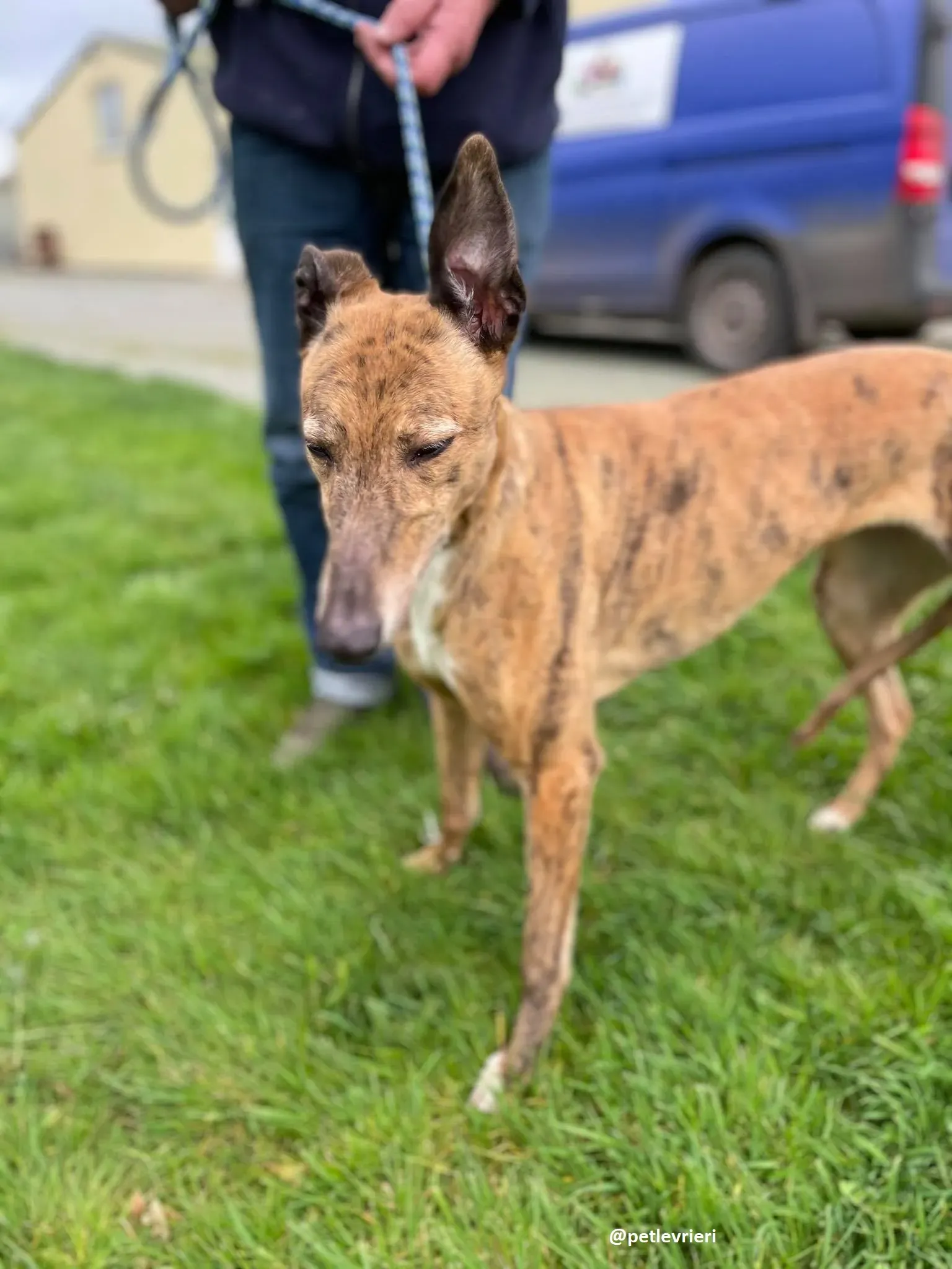 tilly adozione greyhound 8