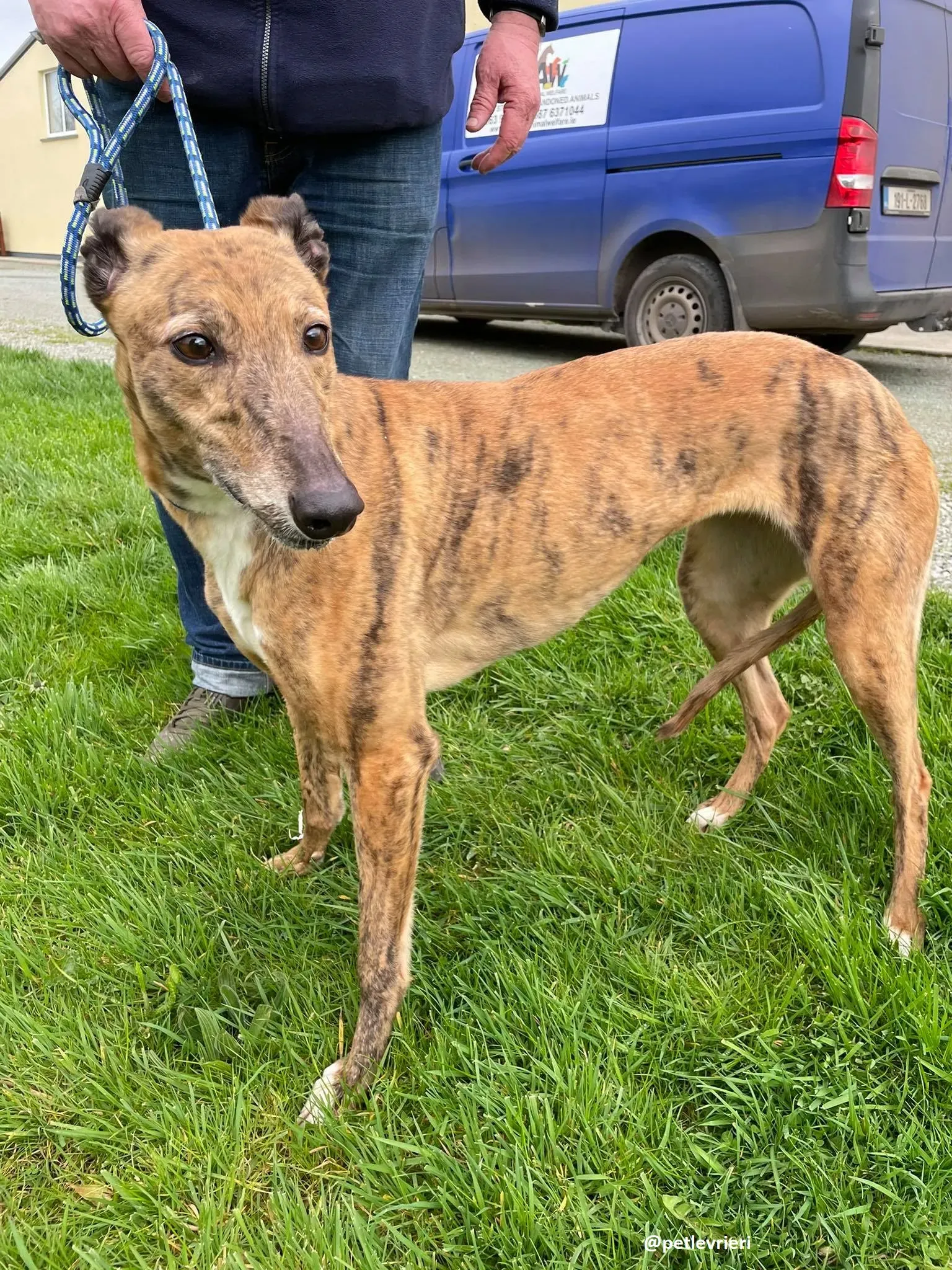 tilly adozione greyhound 9