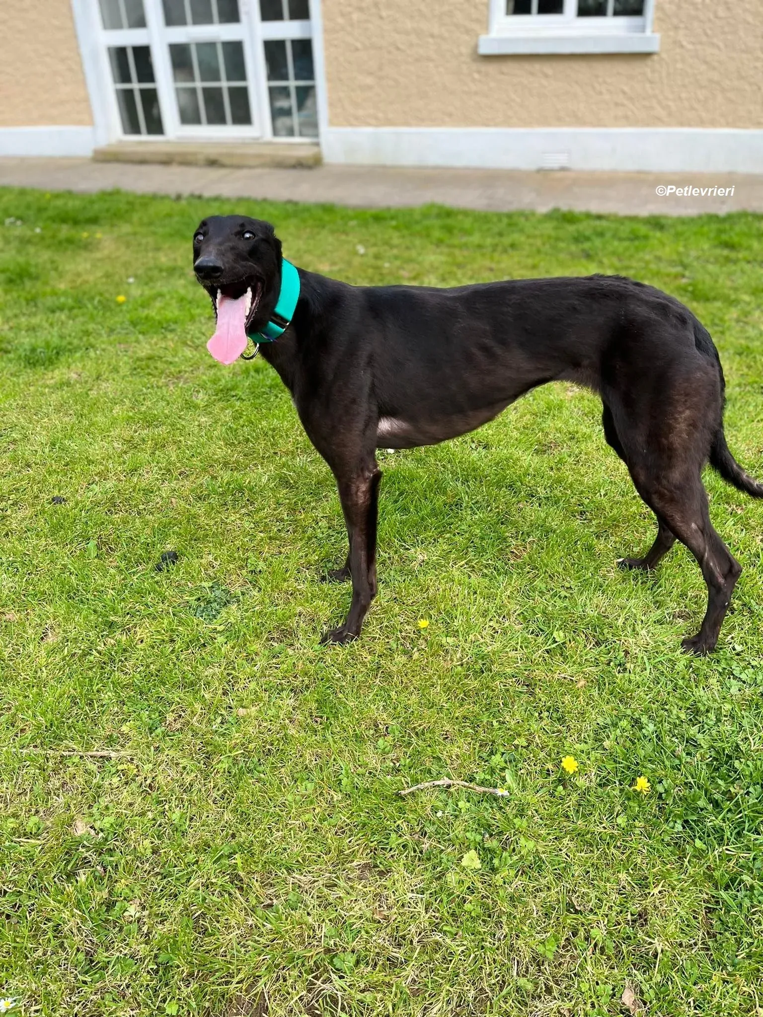 tilly adozione levrieri greyhound 1