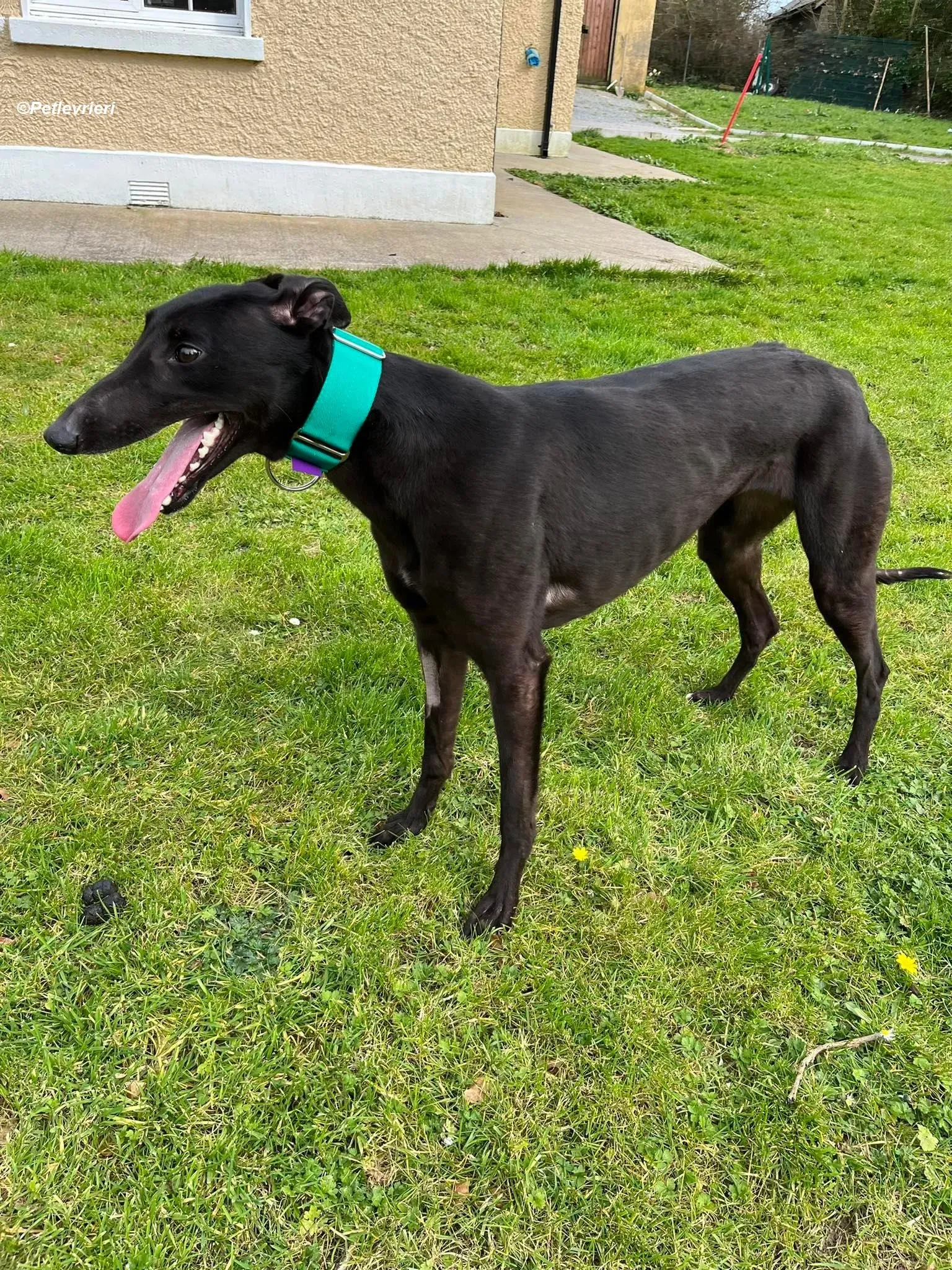 tilly adozione levrieri greyhound 3