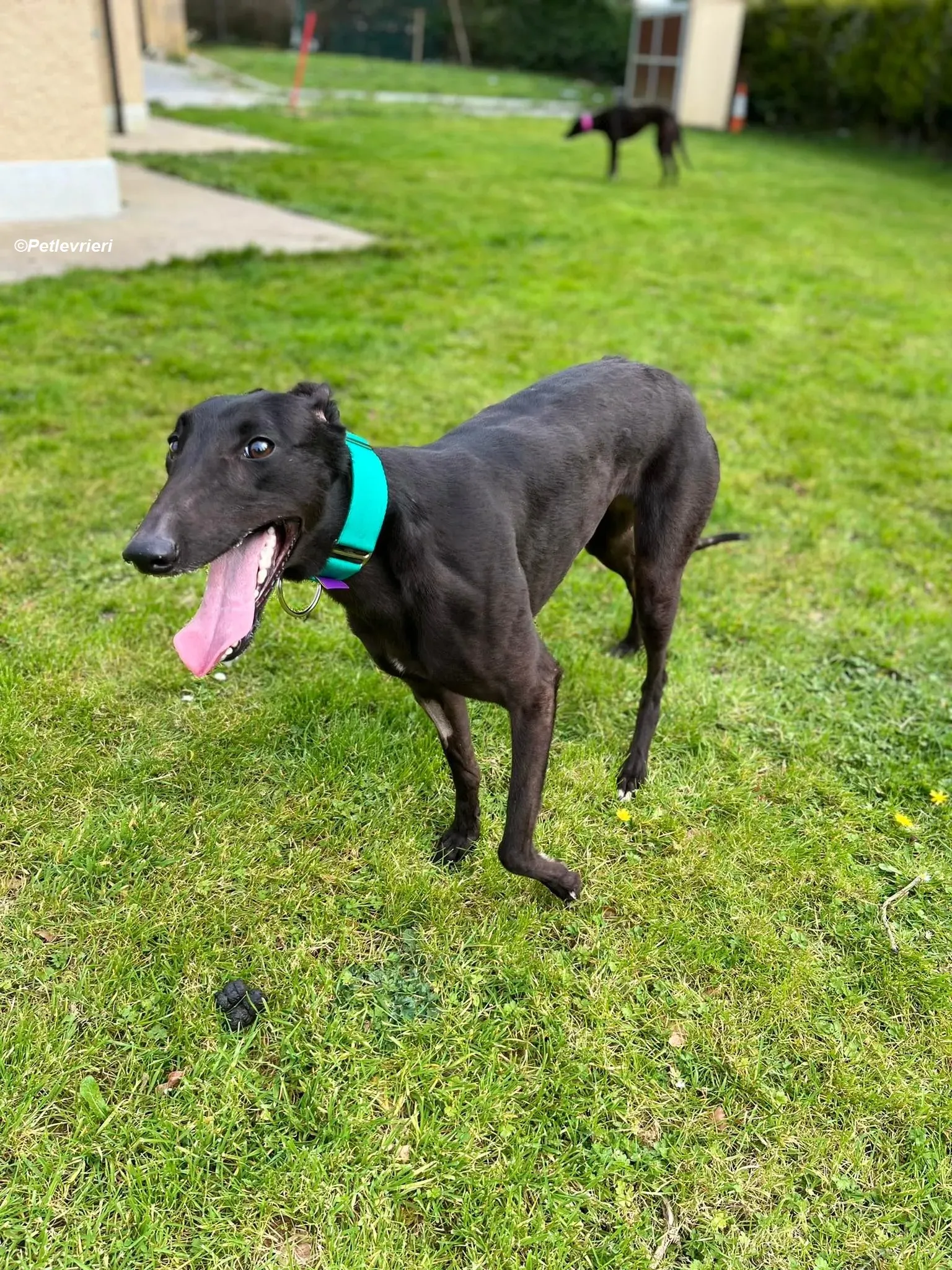 tilly adozione levrieri greyhound 4