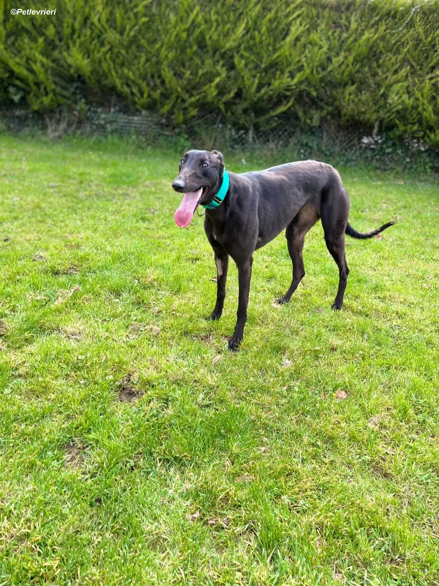 tilly adozione levrieri greyhound 5