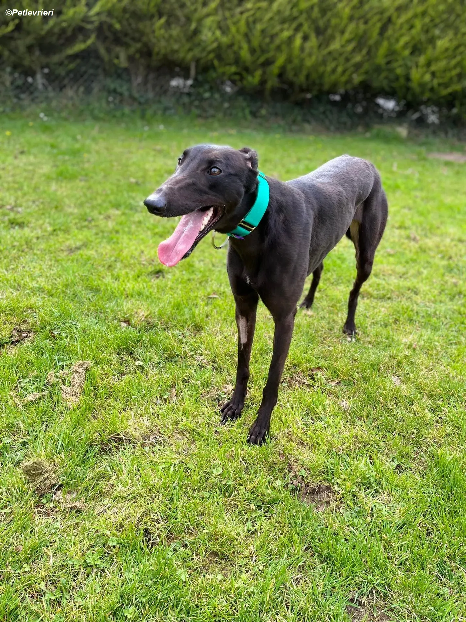 tilly adozione levrieri greyhound 6