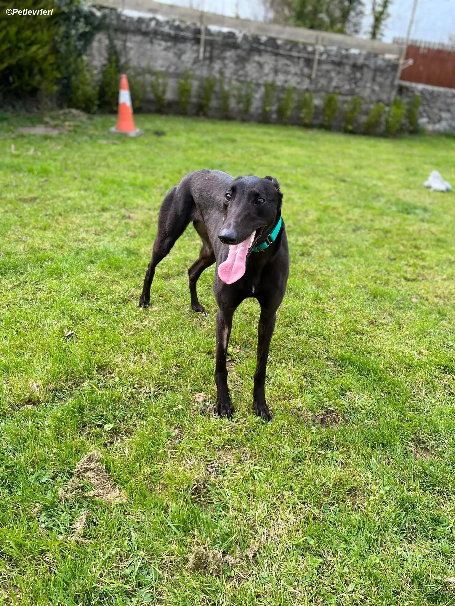 tilly adozione levrieri greyhound 7