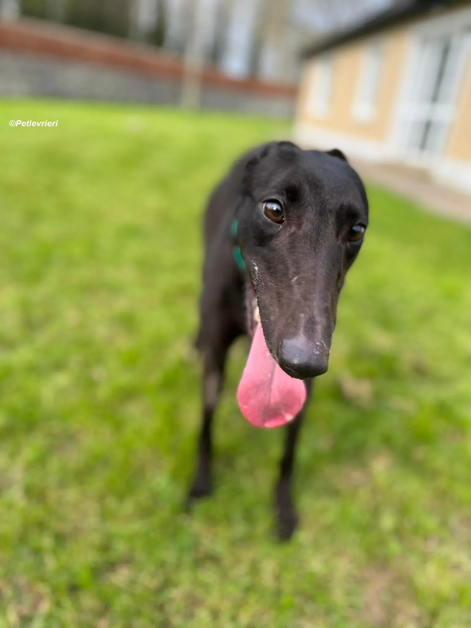 tilly adozione levrieri greyhound 8