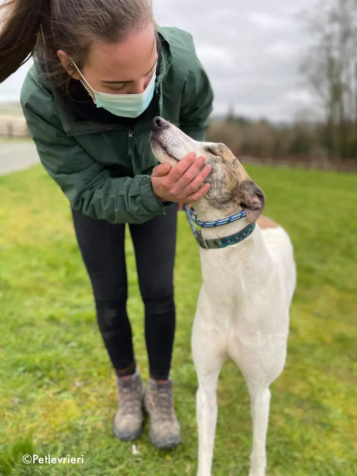 timmy adozione levrieri greyhound 10