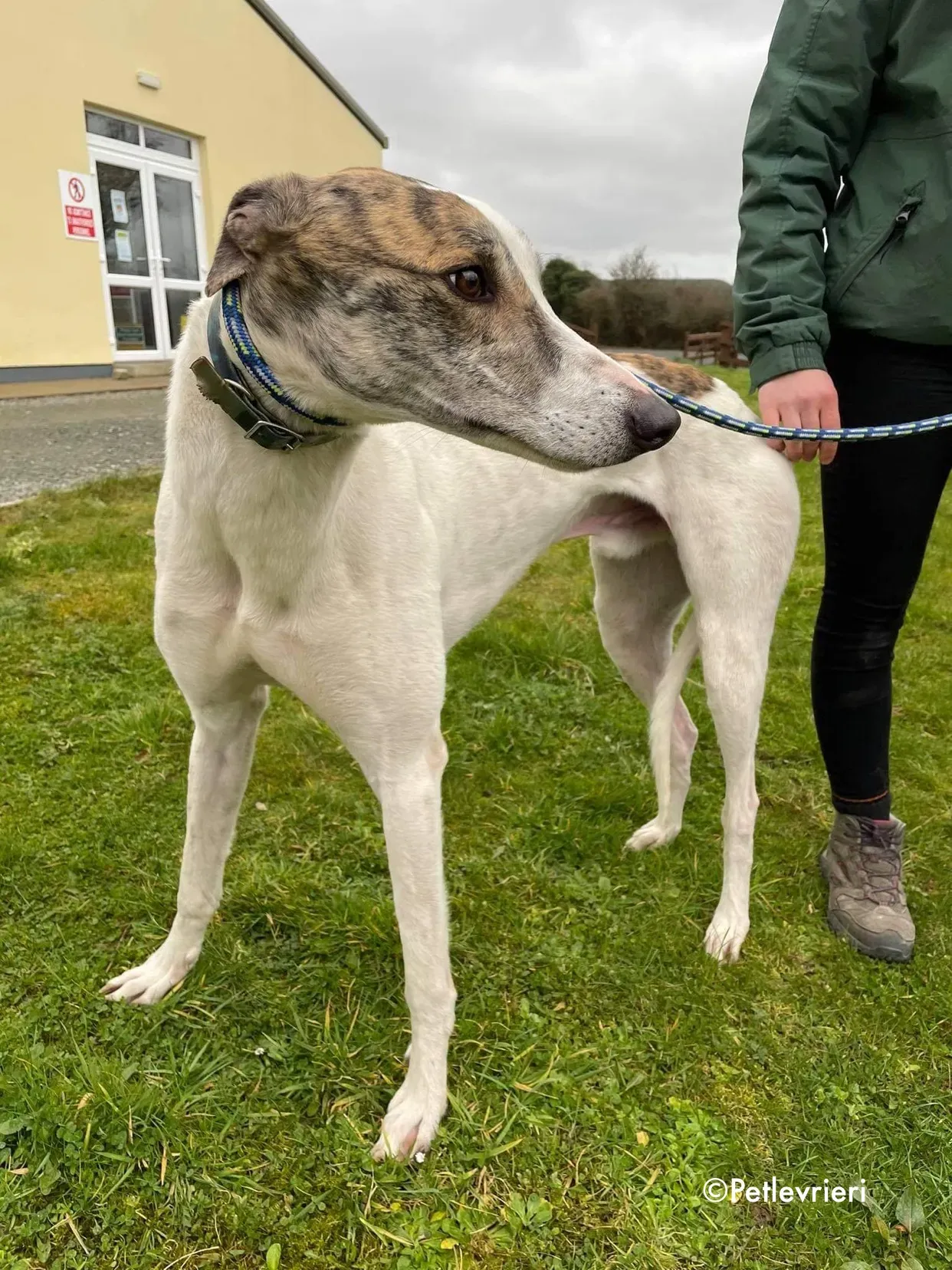 timmy adozione levrieri greyhound 11