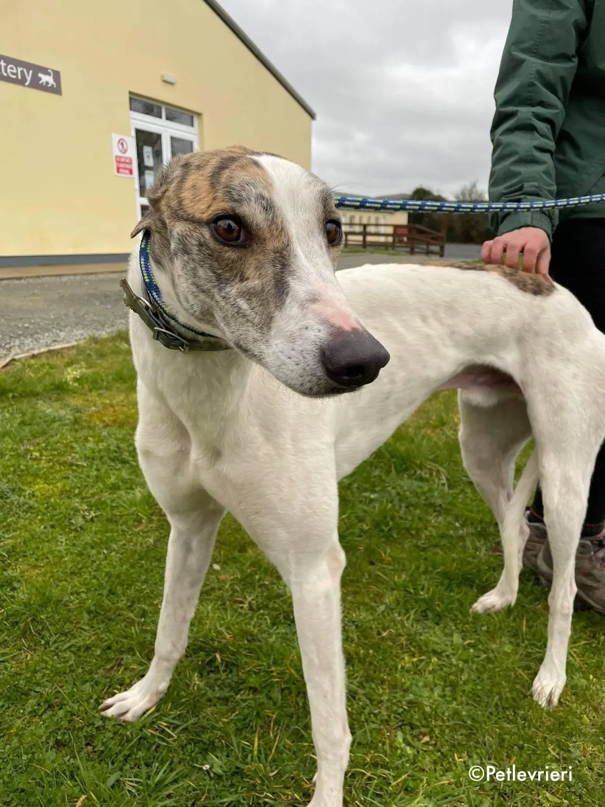 timmy adozione levrieri greyhound 12