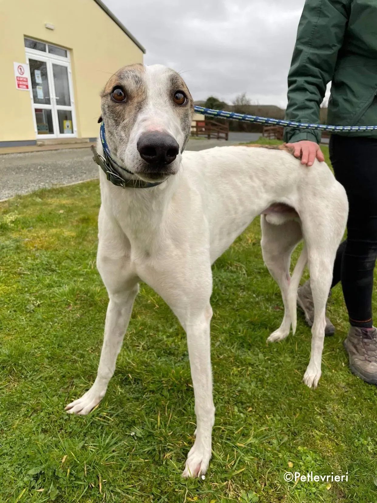 timmy adozione levrieri greyhound 13