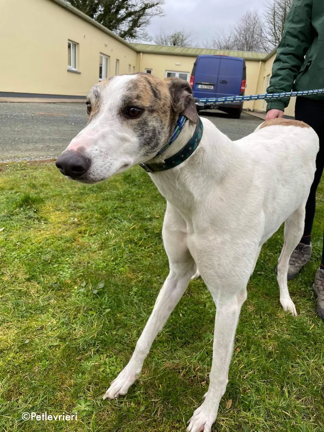 timmy adozione levrieri greyhound 14