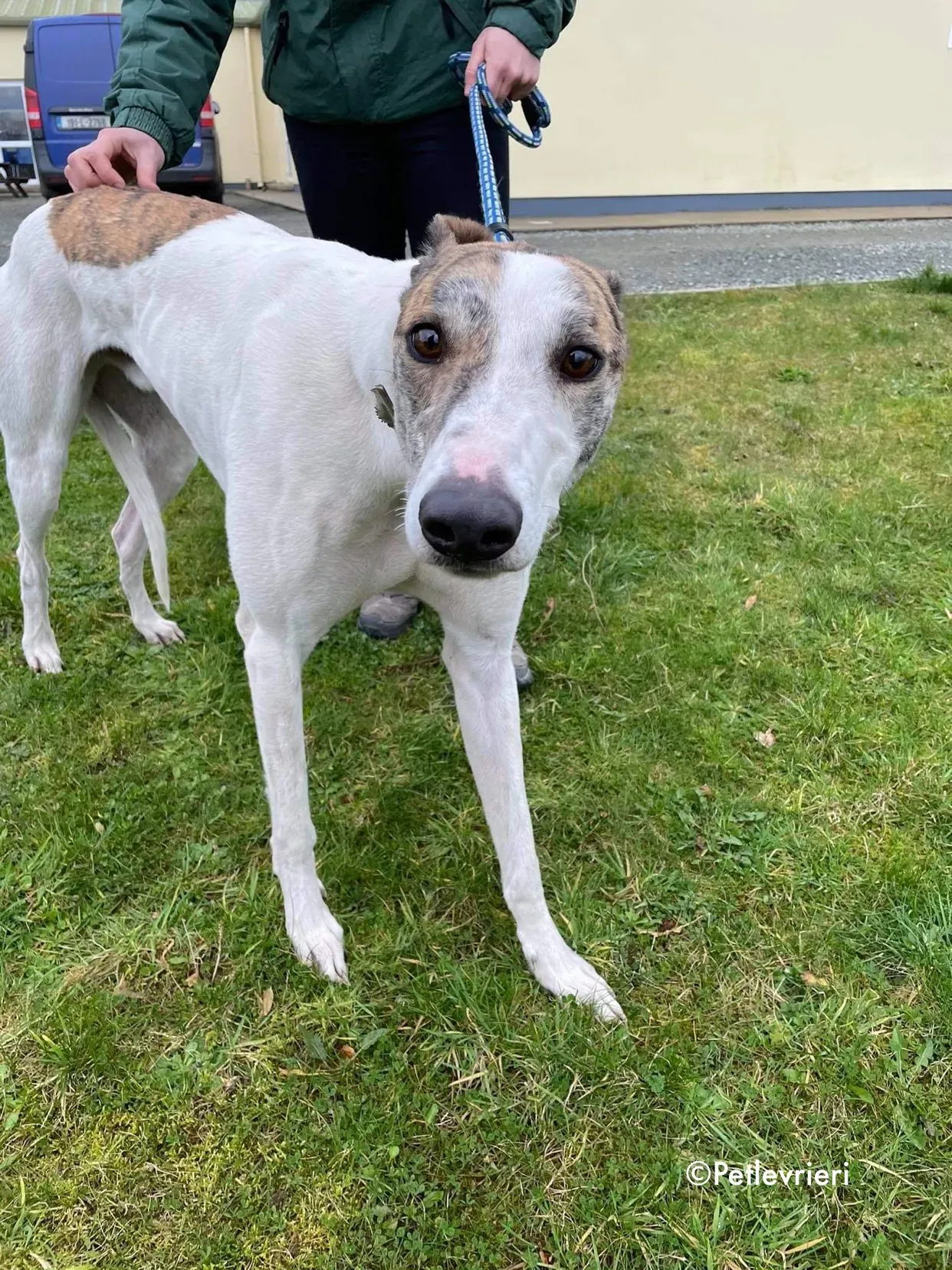 timmy adozione levrieri greyhound 15