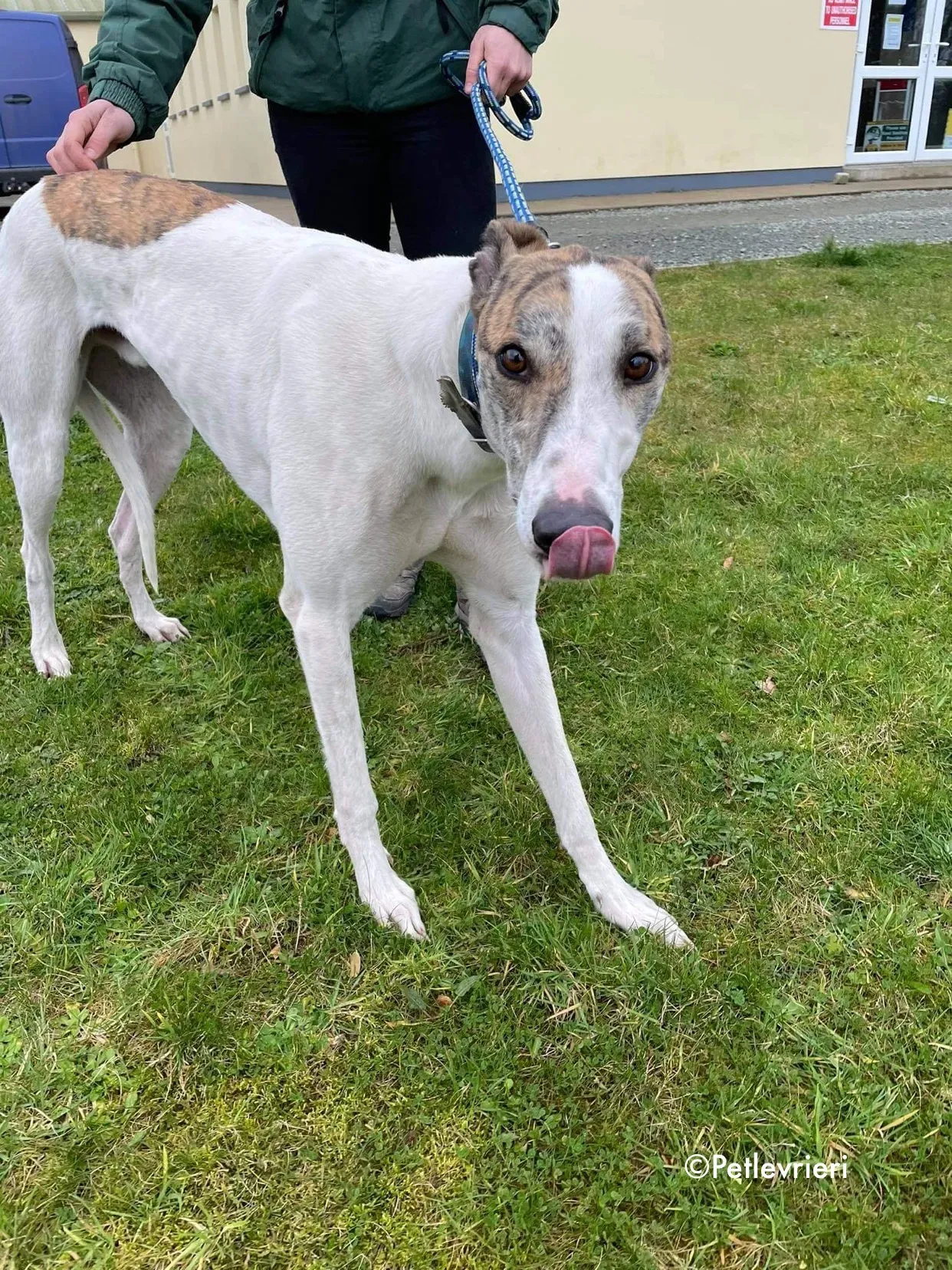 timmy adozione levrieri greyhound 16