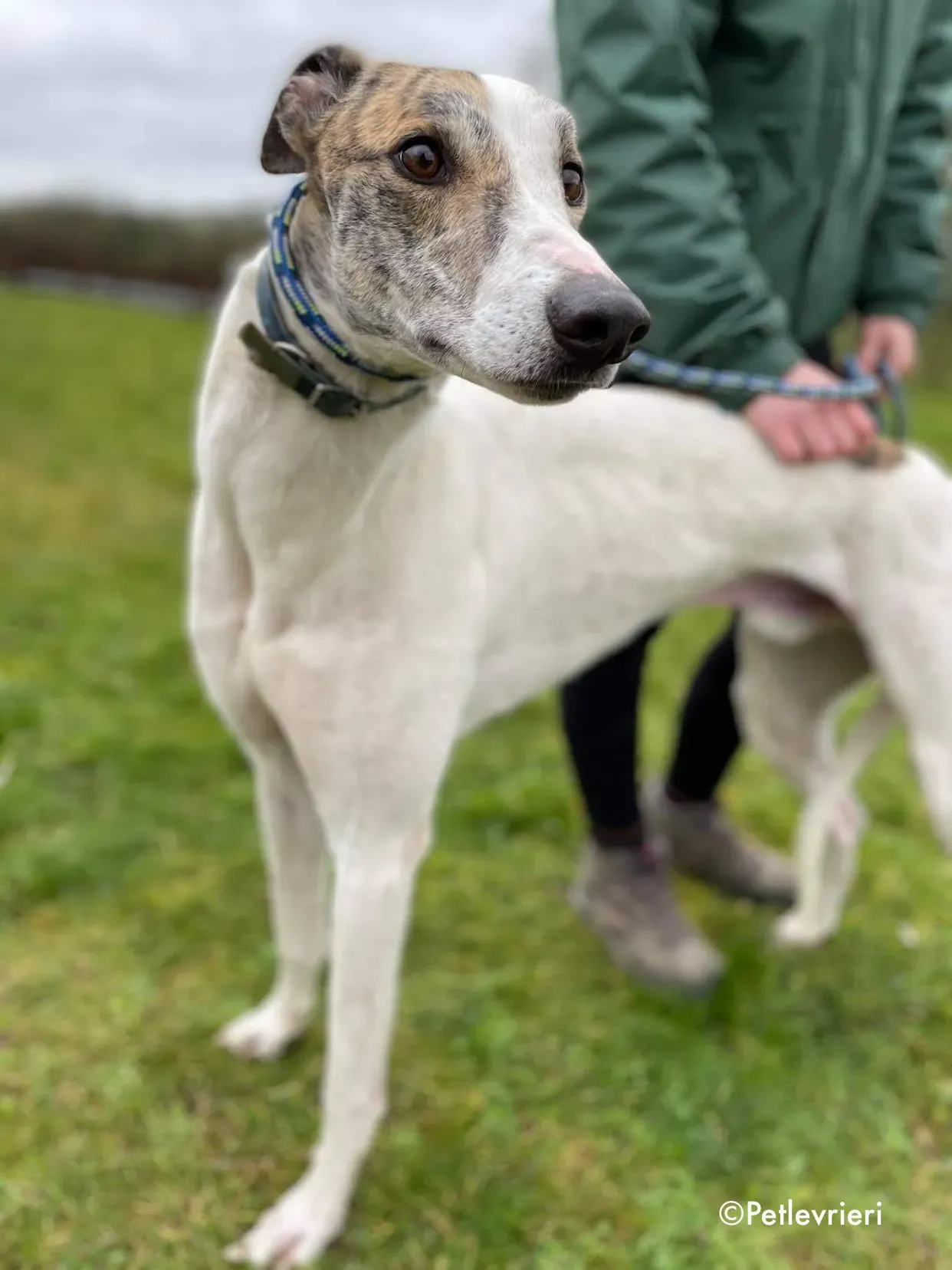 timmy adozione levrieri greyhound 2