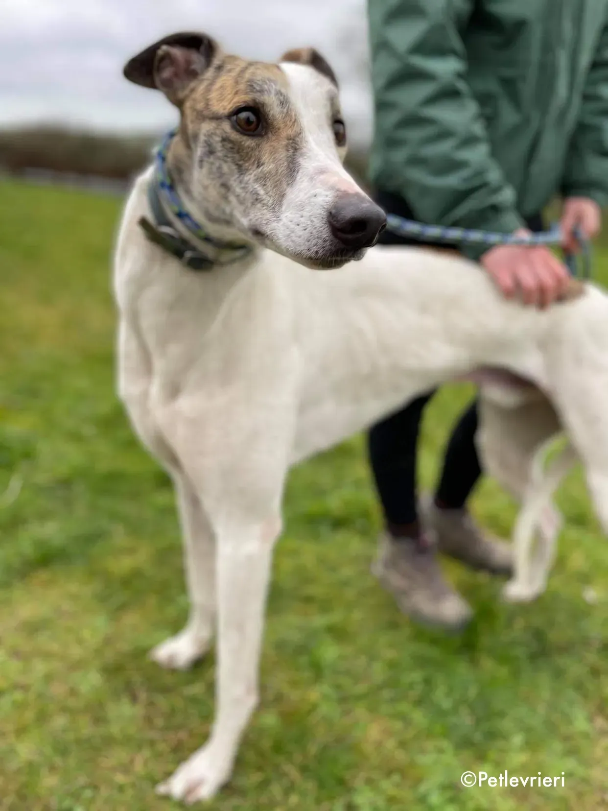 timmy adozione levrieri greyhound 3