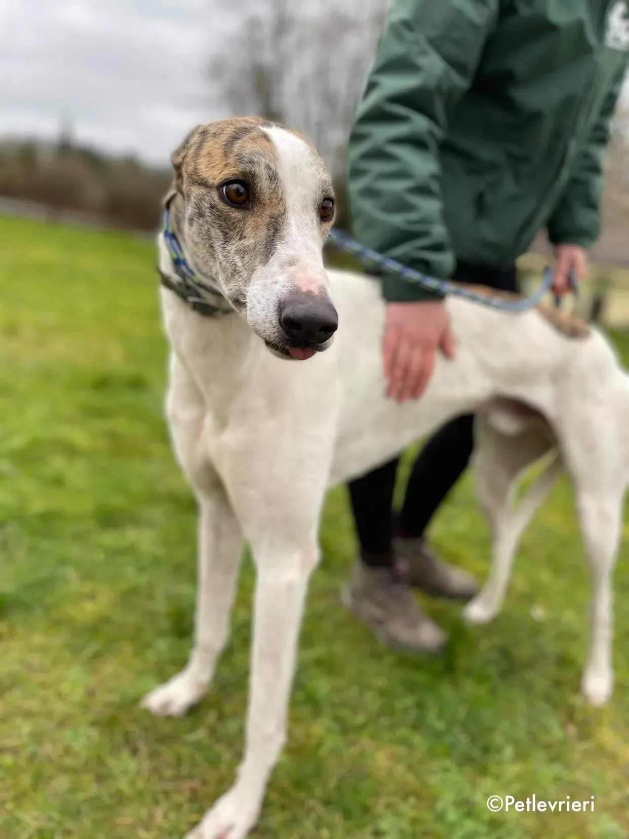 timmy adozione levrieri greyhound 4