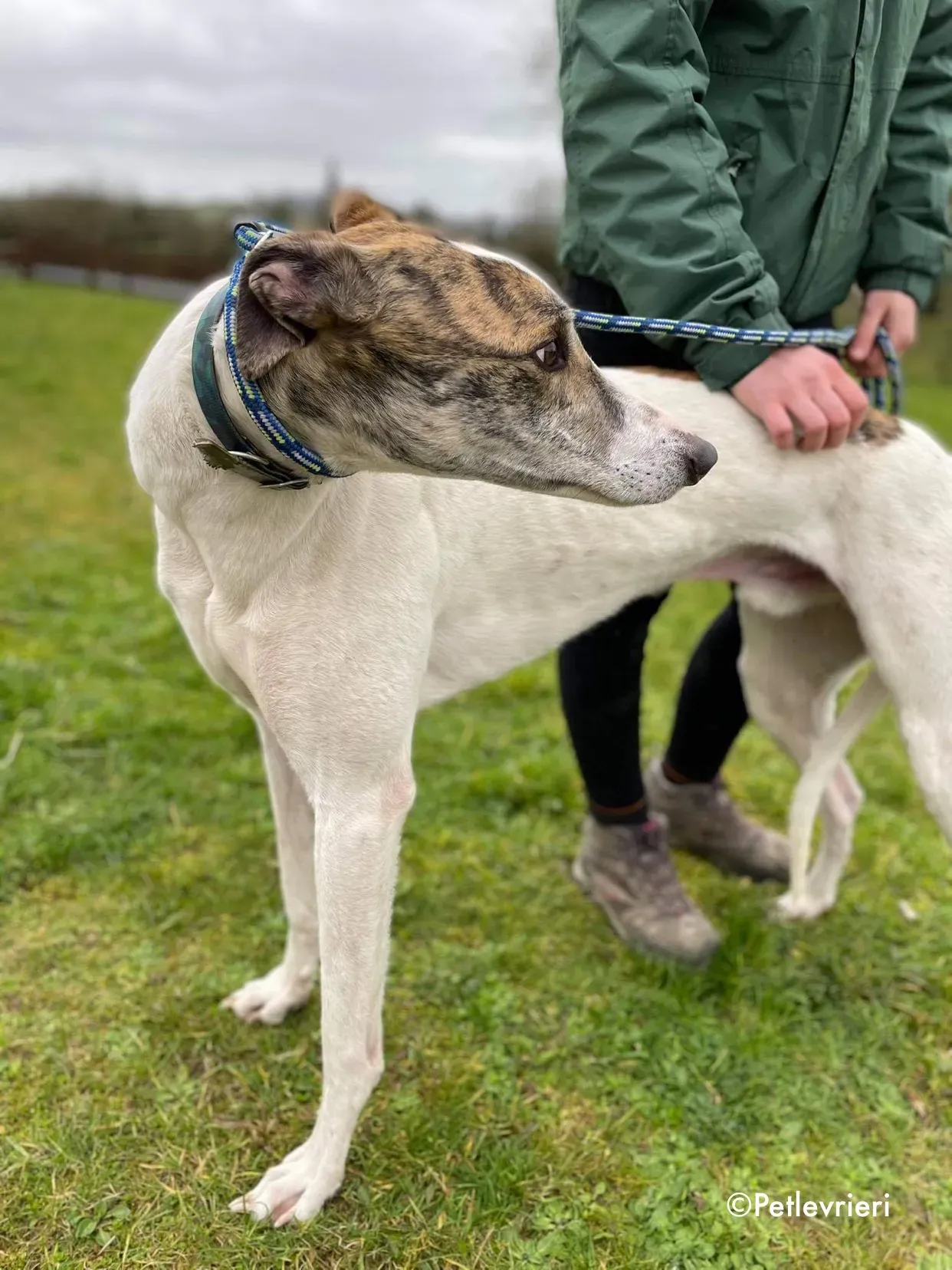 timmy adozione levrieri greyhound 5