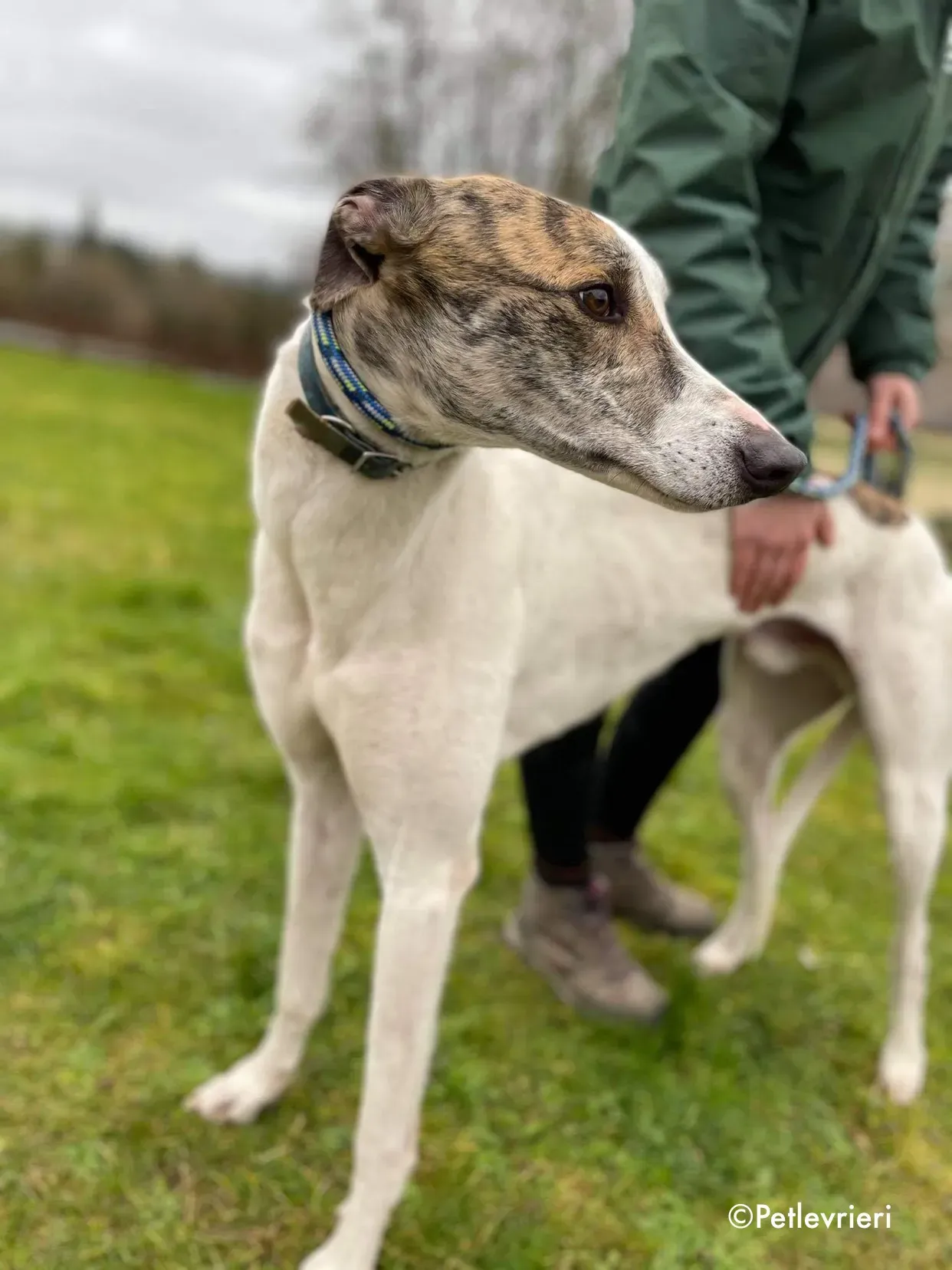 timmy adozione levrieri greyhound 6