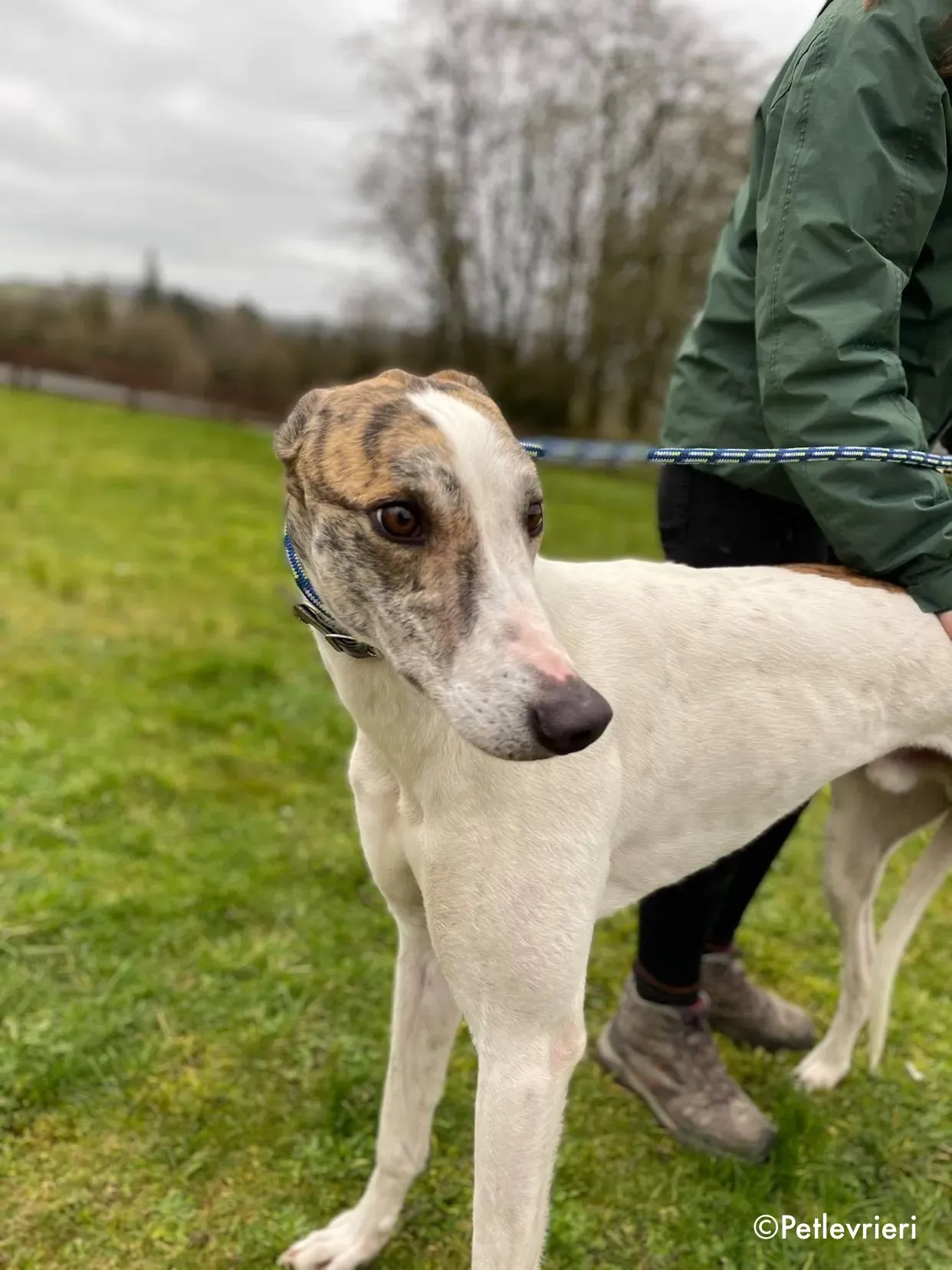 timmy adozione levrieri greyhound 7