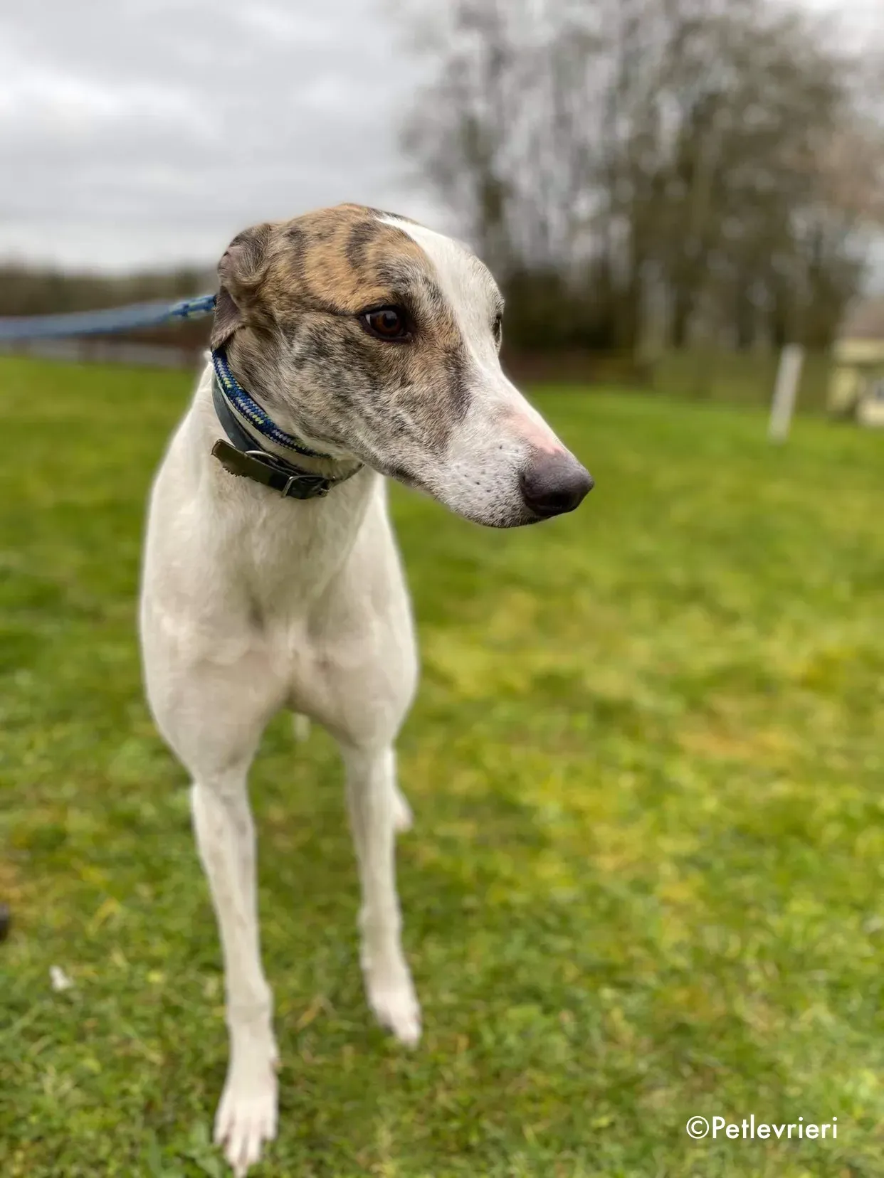 timmy adozione levrieri greyhound 8