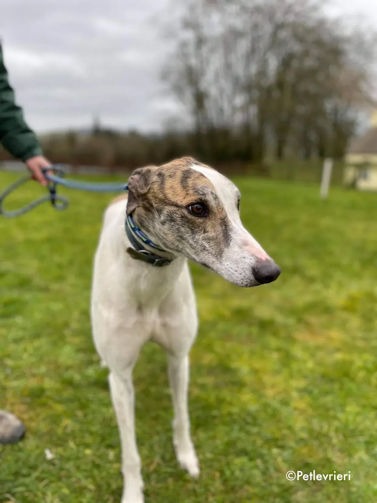 timmy adozione levrieri greyhound 9