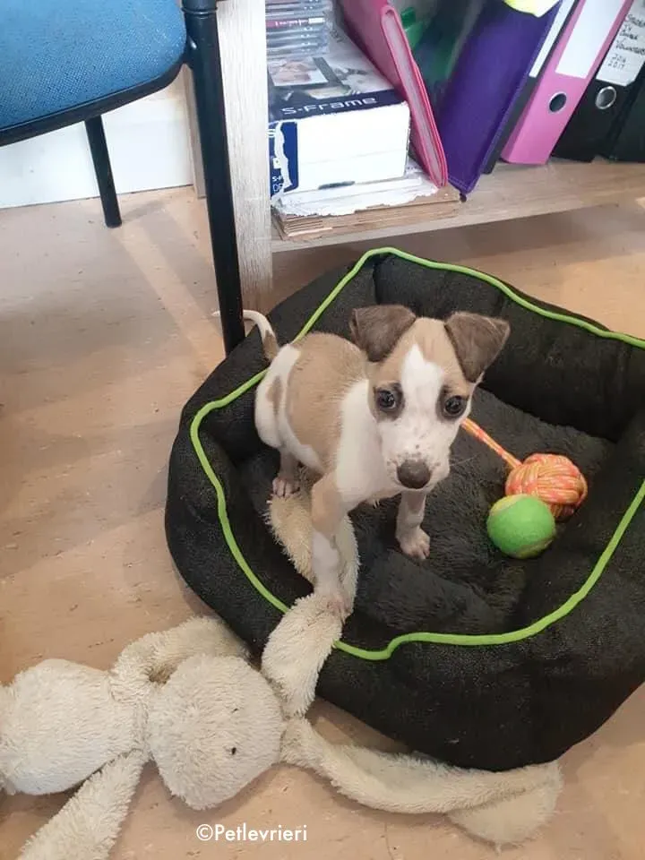 timmy adozione levrieri greyhound lurcher 1