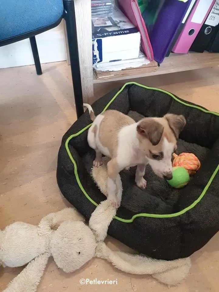 timmy adozione levrieri greyhound lurcher 2