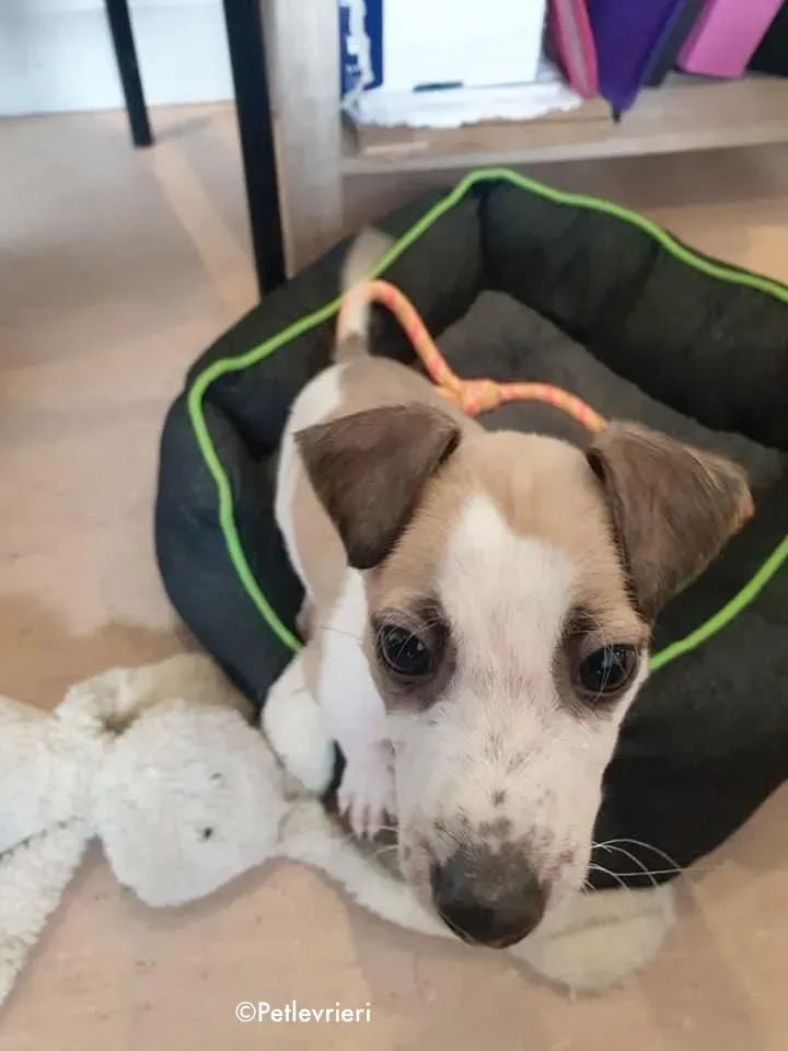 timmy adozione levrieri greyhound lurcher 3