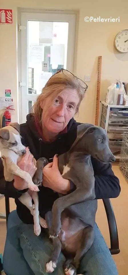 timmy adozione levrieri greyhound lurcher 4