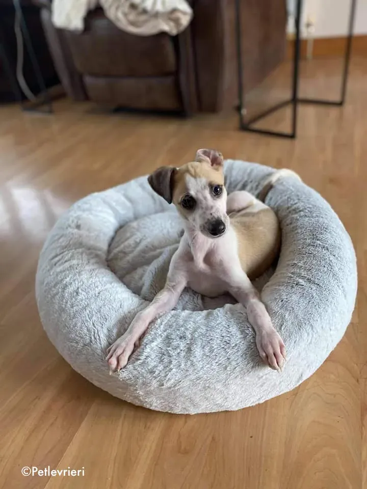 timmy adozione levrieri lurcher 10