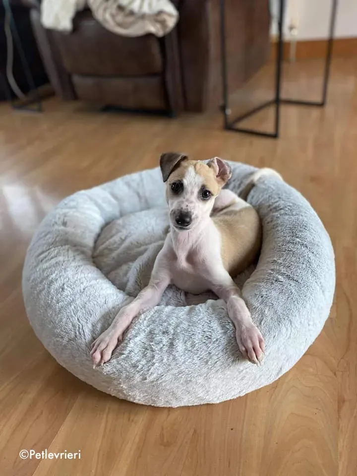 timmy adozione levrieri lurcher 11