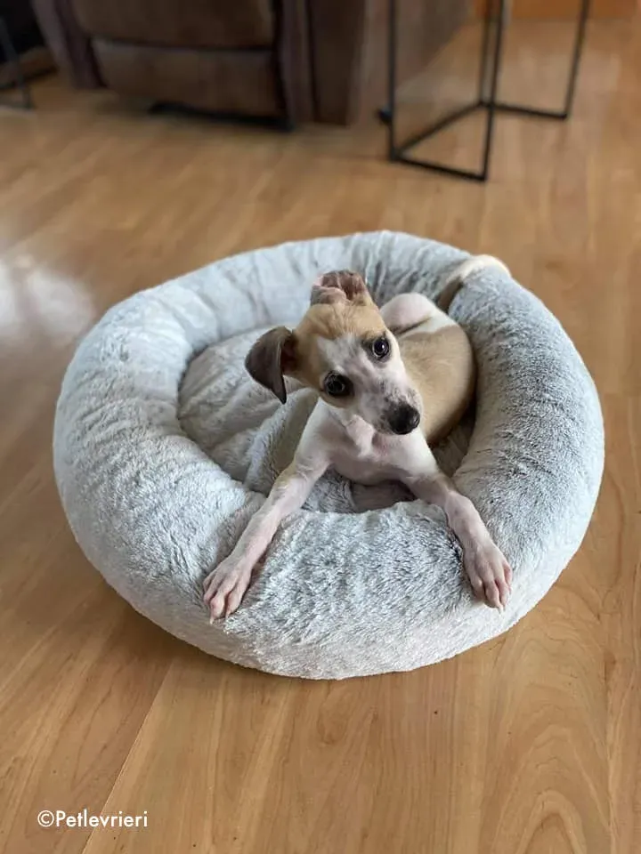 timmy adozione levrieri lurcher 12