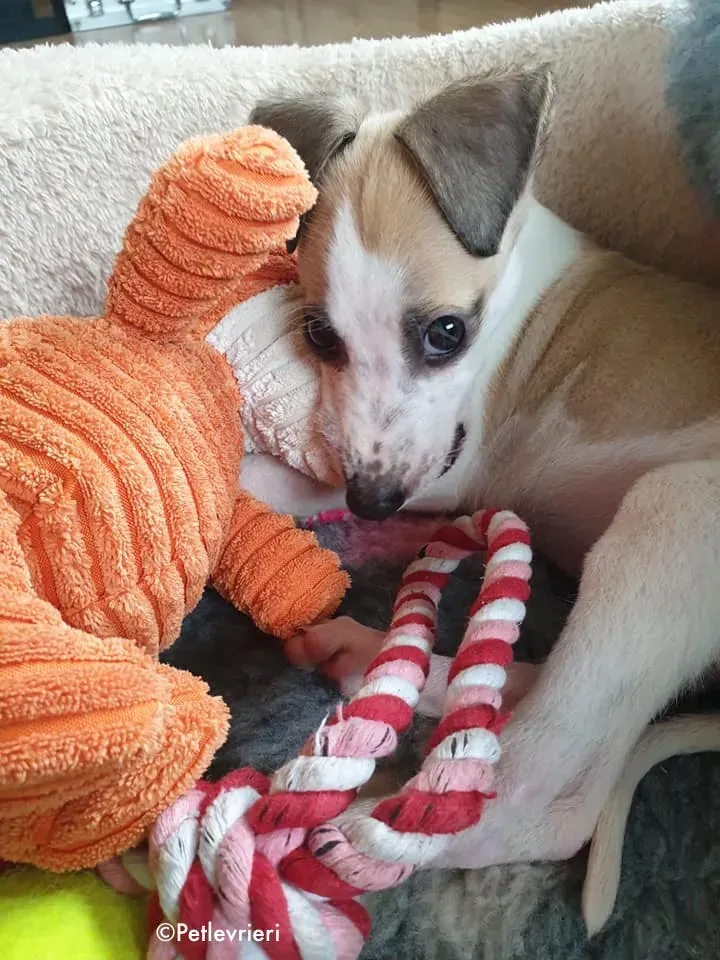 timmy adozione levrieri lurcher 5