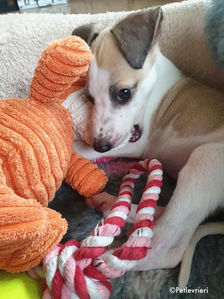 timmy adozione levrieri lurcher 6