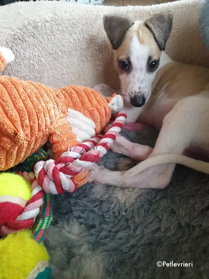 timmy adozione levrieri lurcher 7