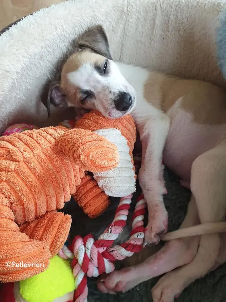 timmy adozione levrieri lurcher 8