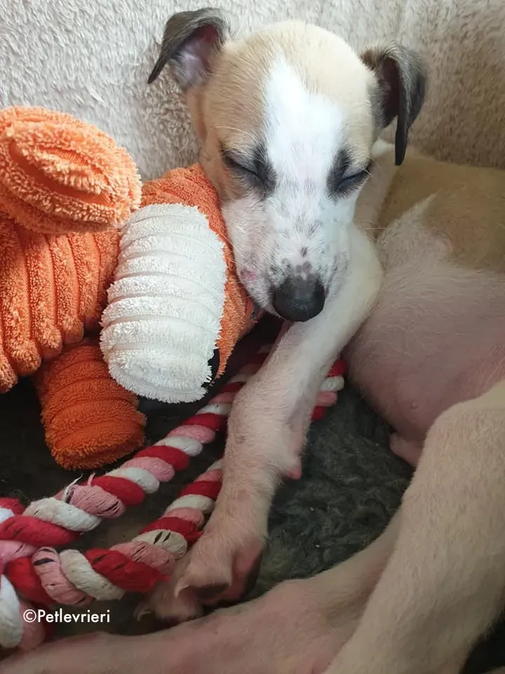 timmy adozione levrieri lurcher 9