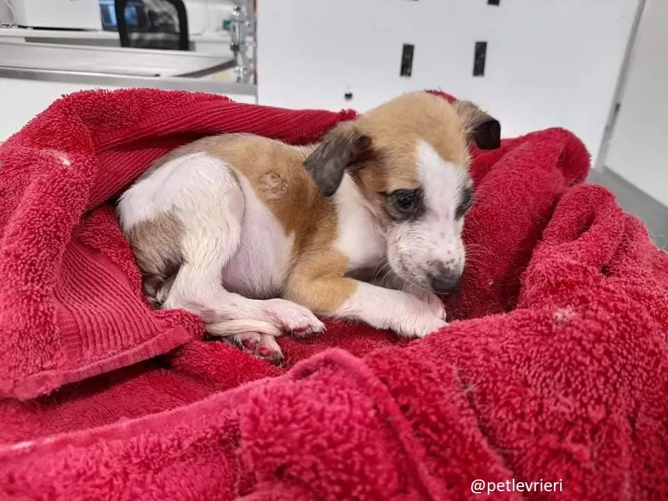 timmy adozione lurcher 1