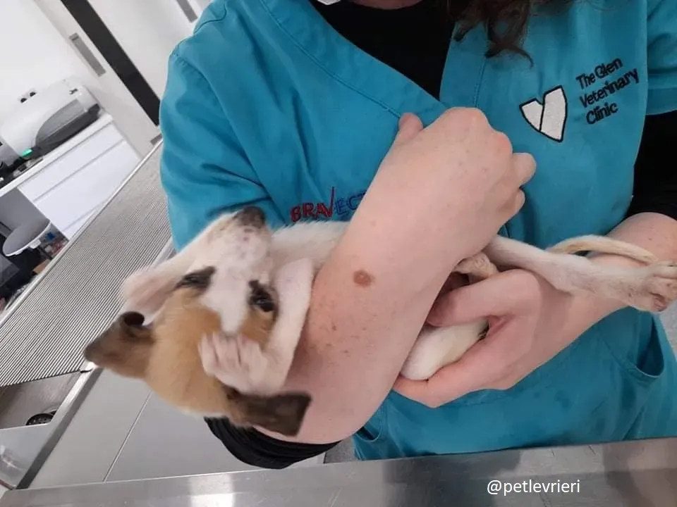 timmy adozione lurcher 10