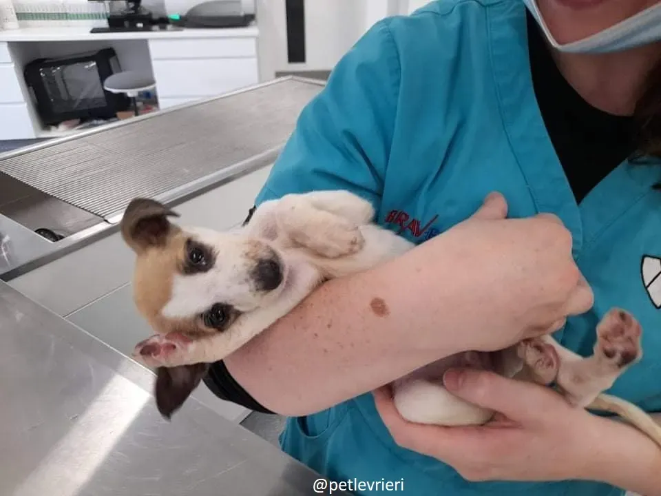 timmy adozione lurcher 11