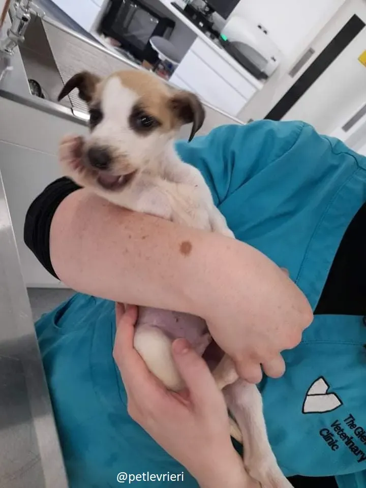 timmy adozione lurcher 12