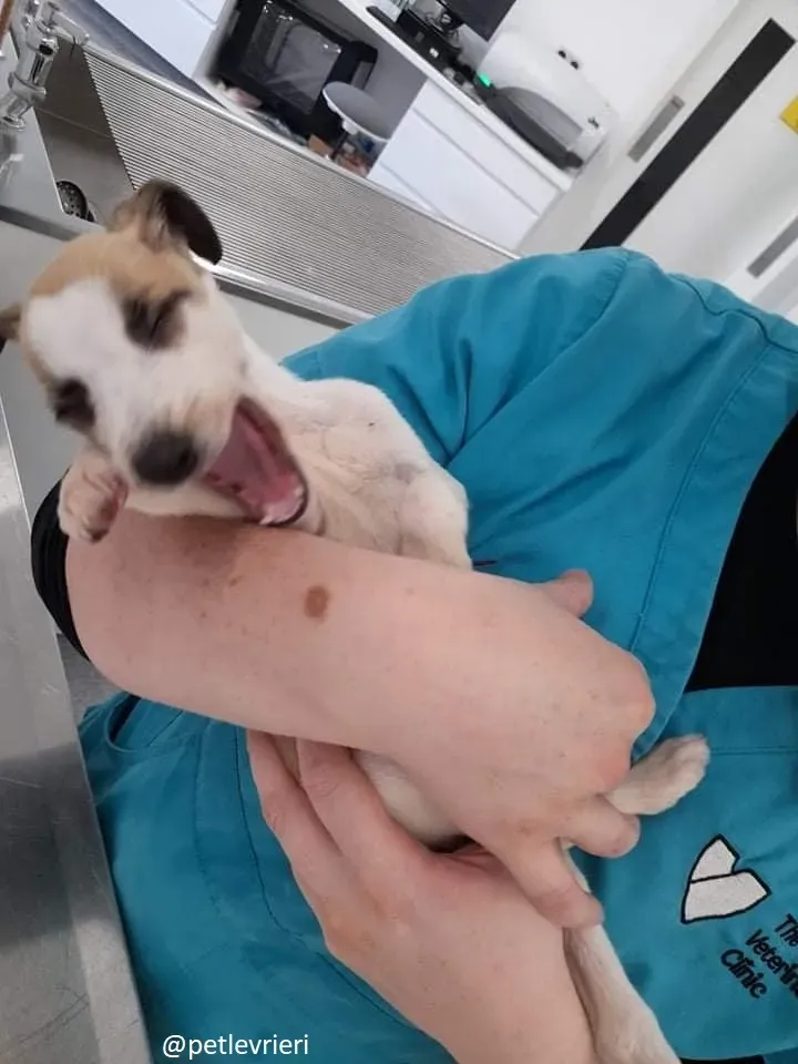 timmy adozione lurcher 13