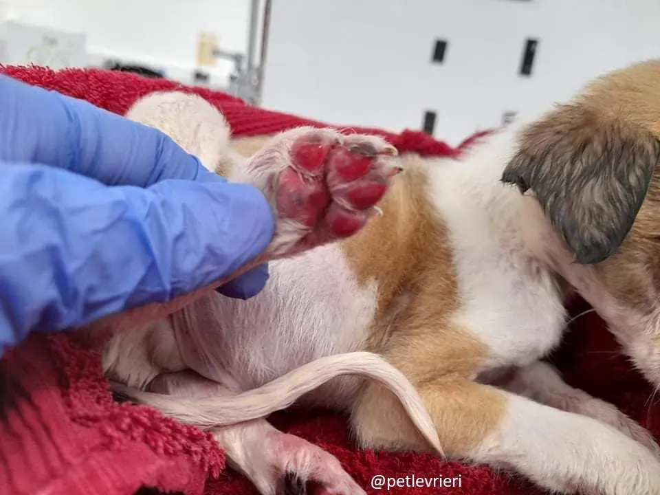 timmy adozione lurcher 2