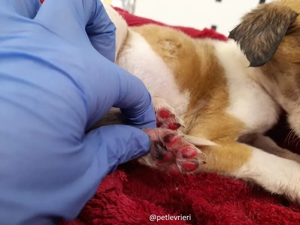 timmy adozione lurcher 3