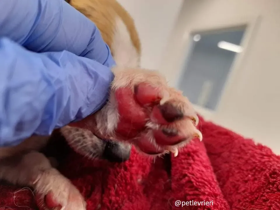 timmy adozione lurcher 4