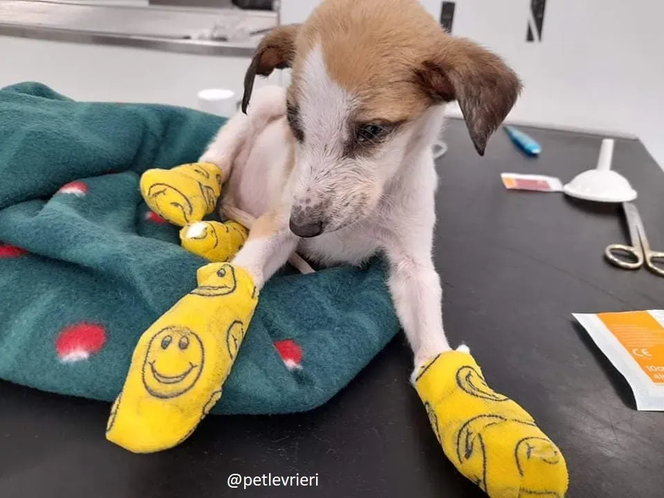 timmy adozione lurcher 5