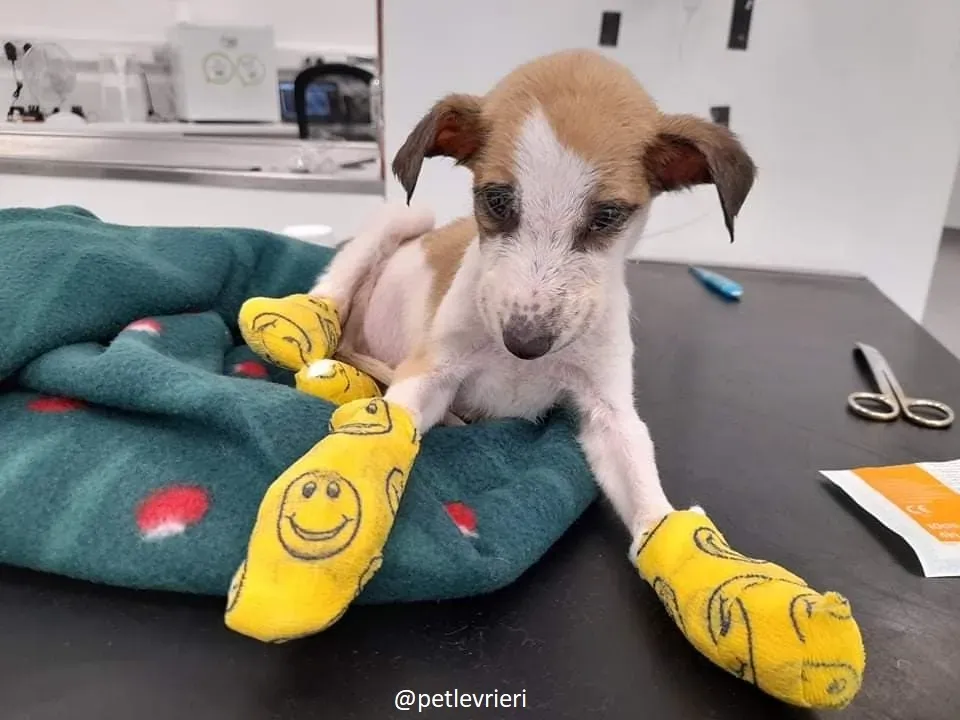 timmy adozione lurcher 6