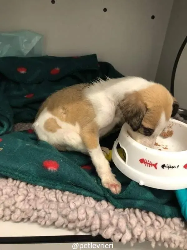 timmy adozione lurcher 7