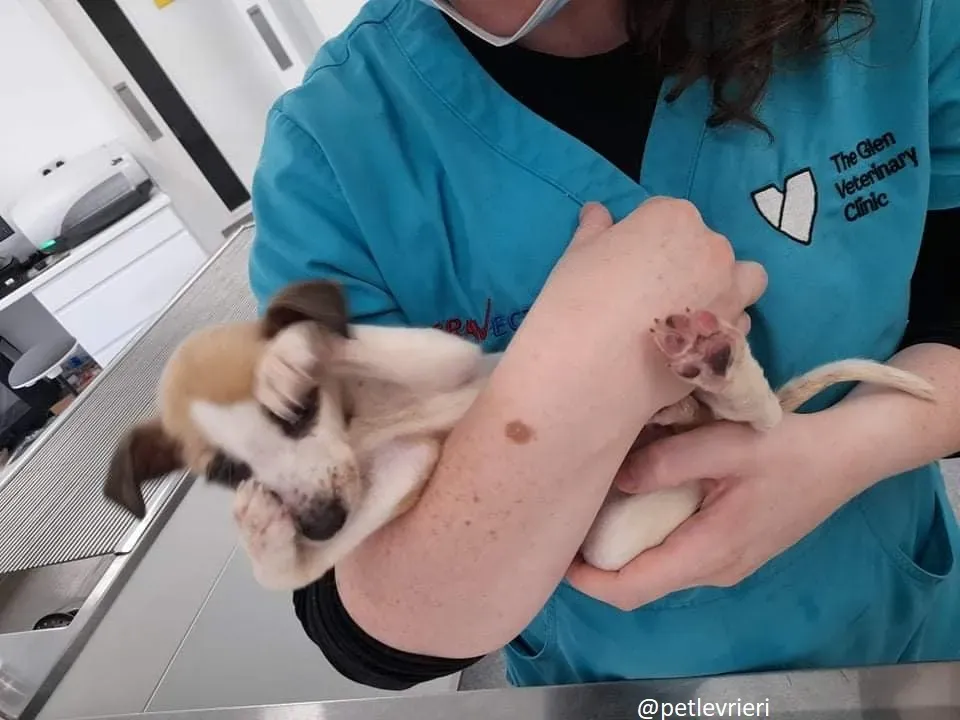 timmy adozione lurcher 8